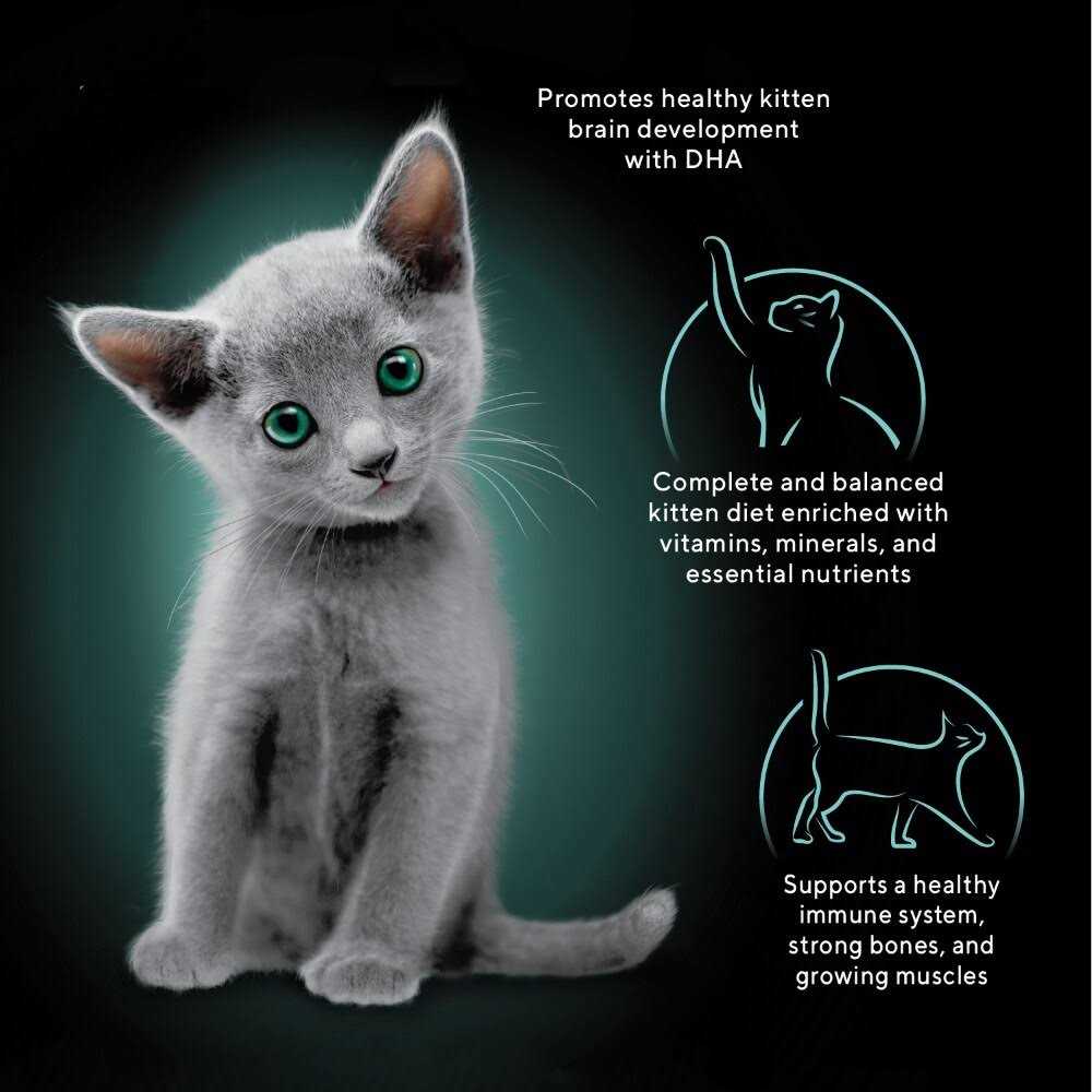 Wet Kitten Food Pate X46107