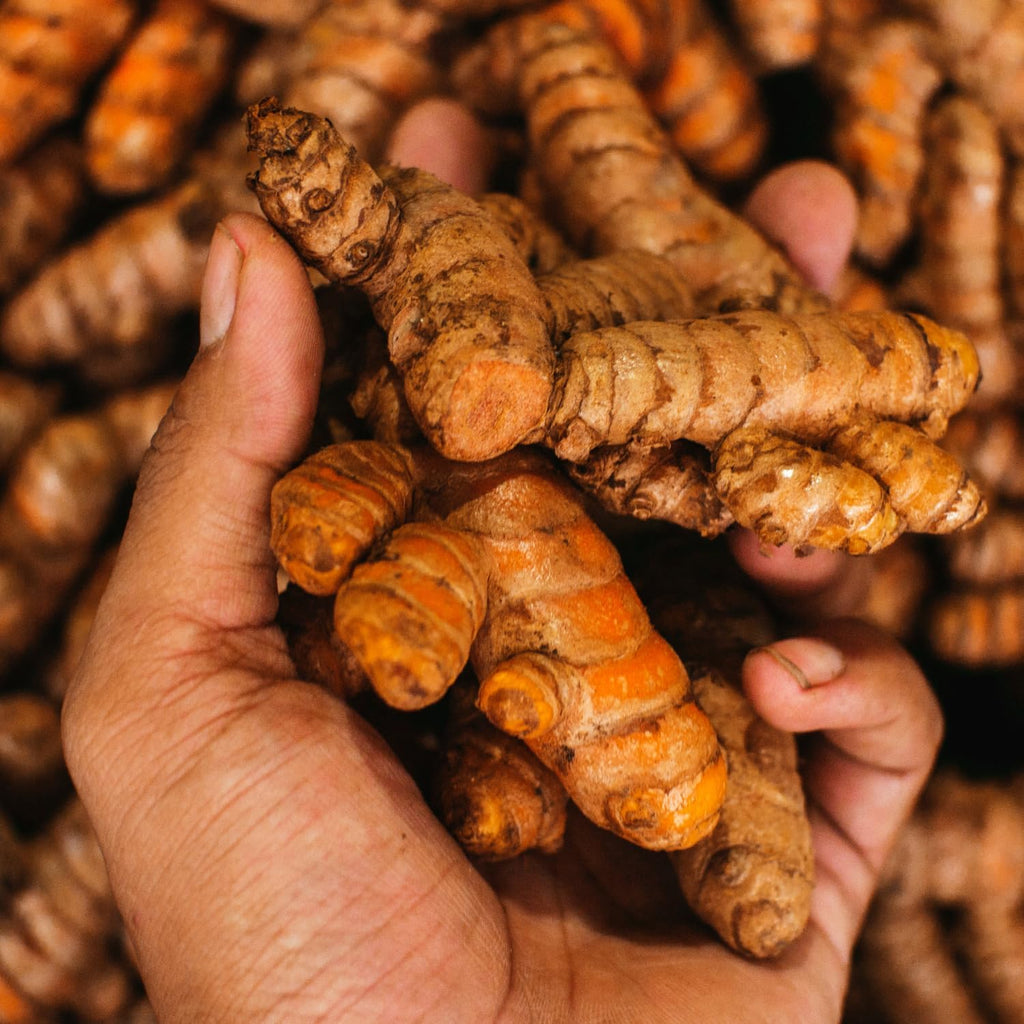 1 Lb Fresh Turmeric Roots K35836