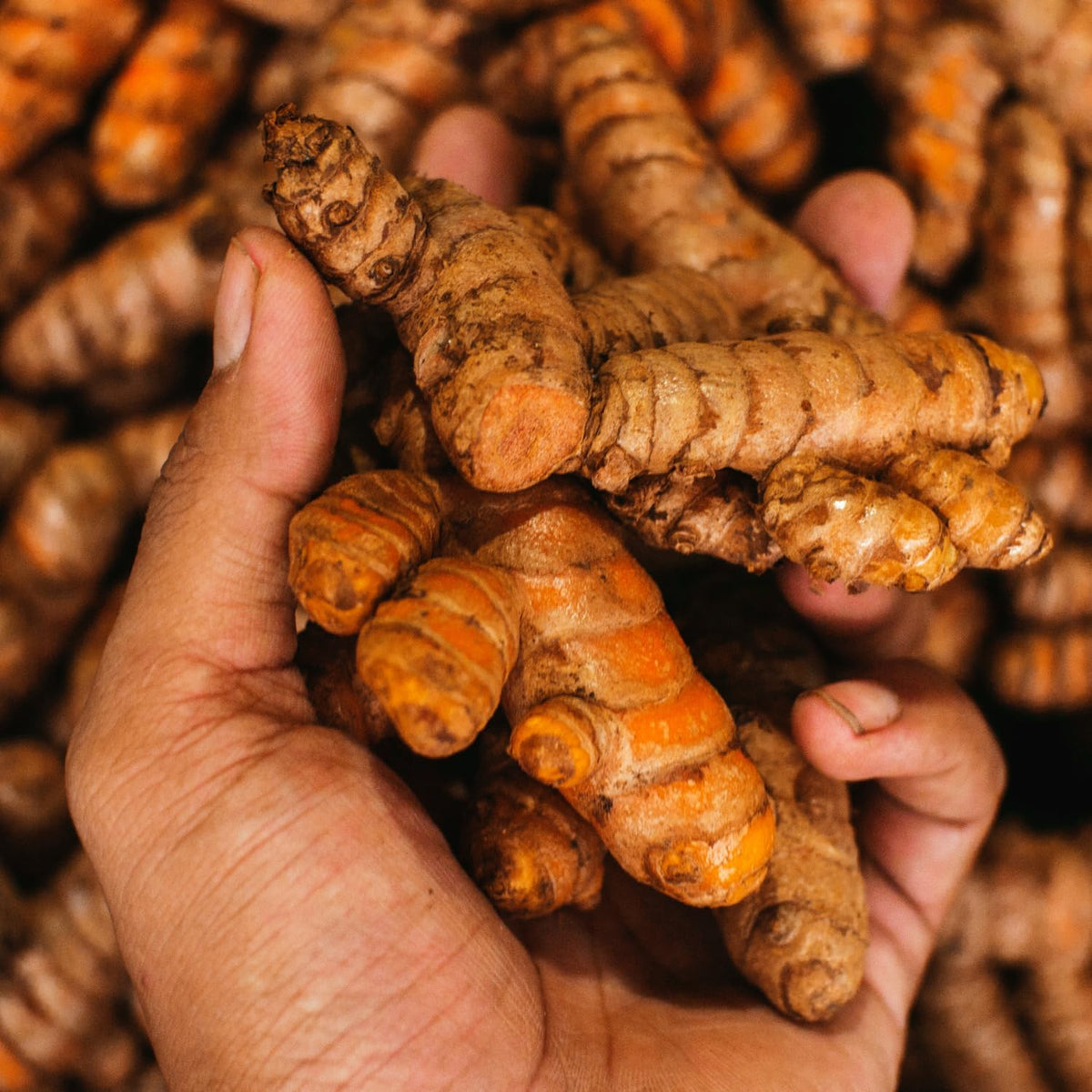 1 Lb Fresh Turmeric Roots K35836