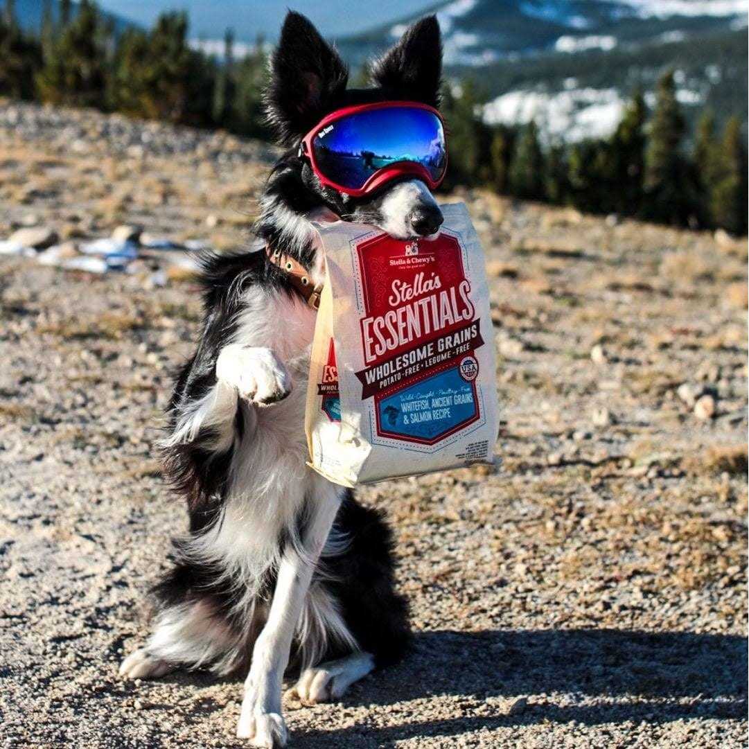 Dog Food U2875