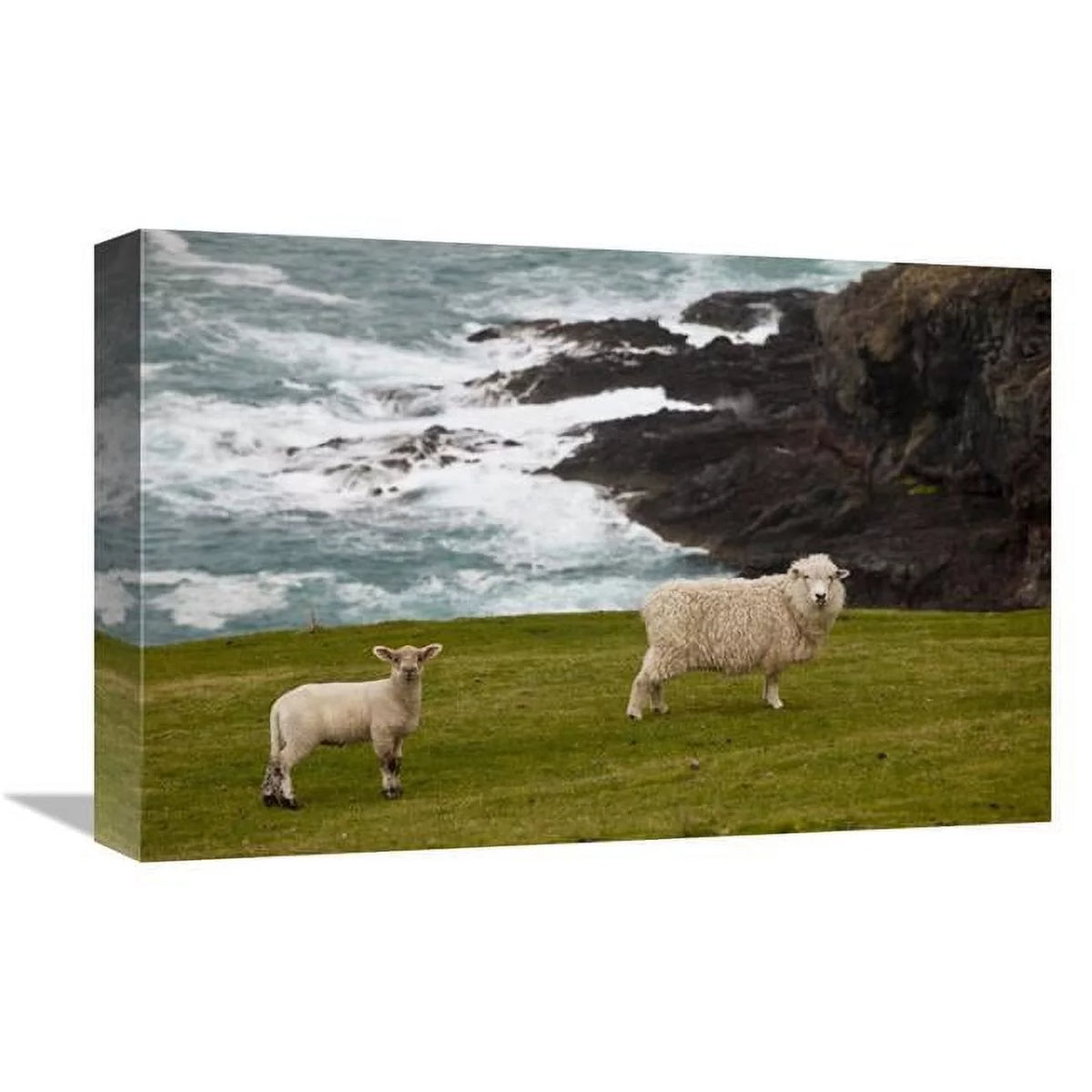 Sheep & Lamb Art Print O7634