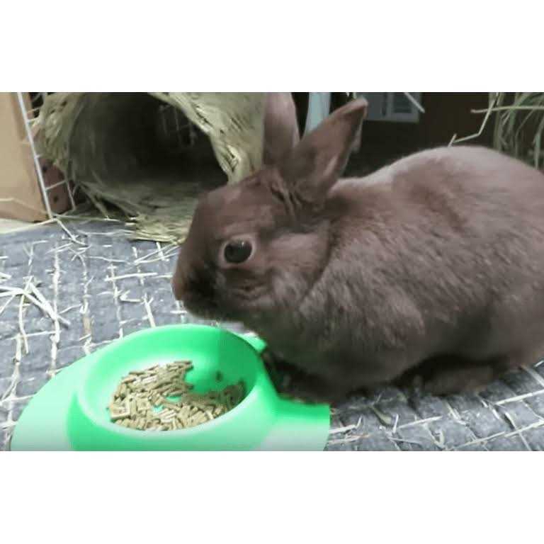 Tip-Proof Bowl for Guinea Pigs and Small Pets H217192