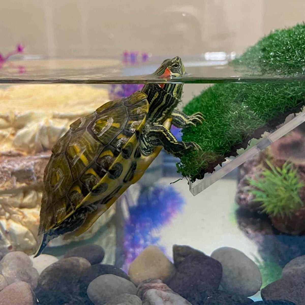 Turtle Basking Platform P82682