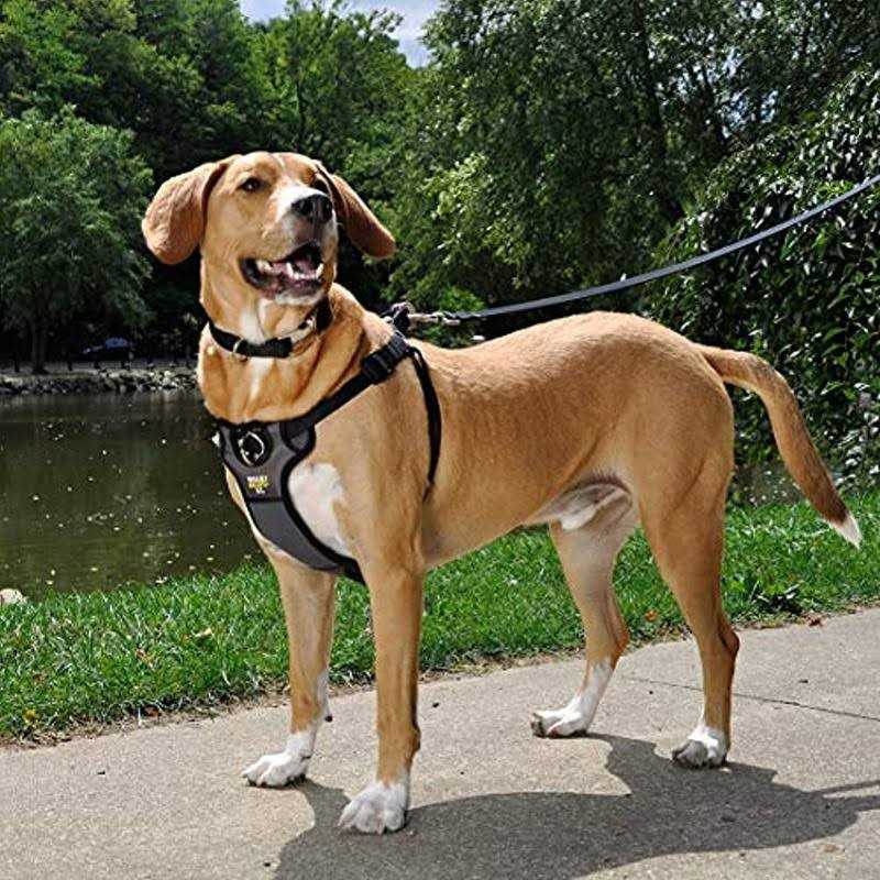 Padded Harness A9162