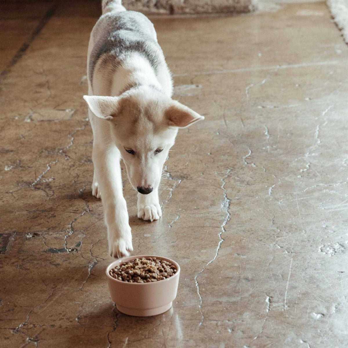 Sweet Potato & Carrot Dry Dog Food Z228