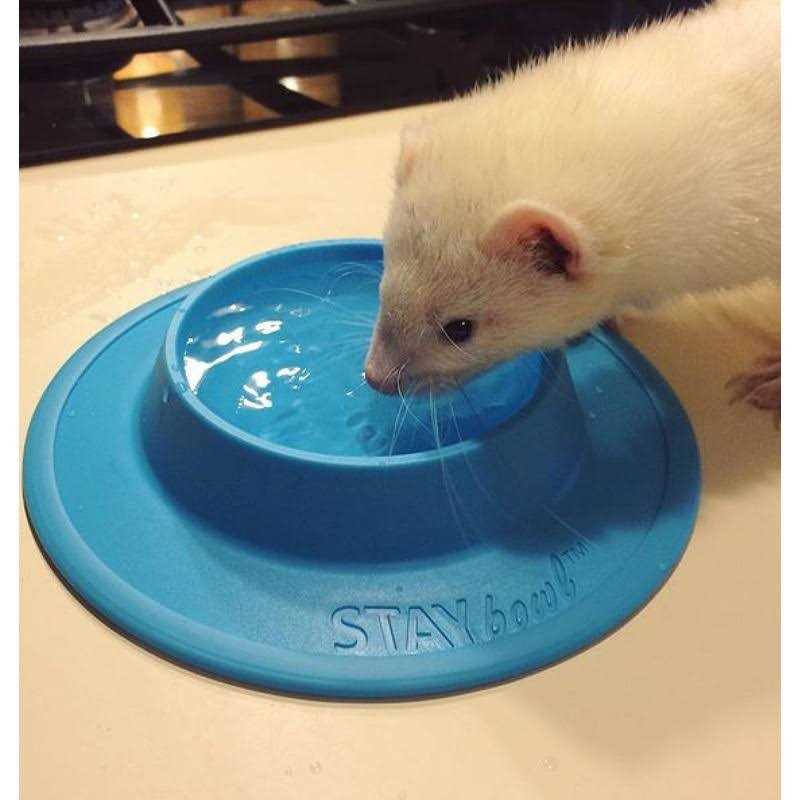 Tip-Proof Bowl for Guinea Pigs and Small Pets H217192
