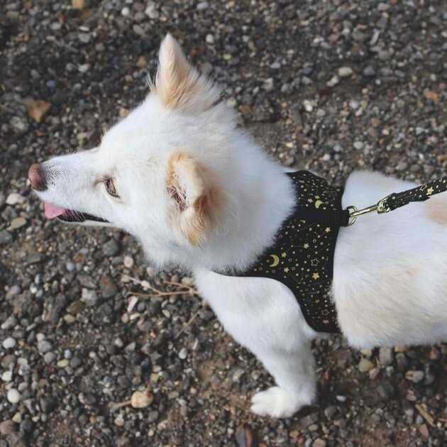 Adjustable Metallic Dog Harness I2904
