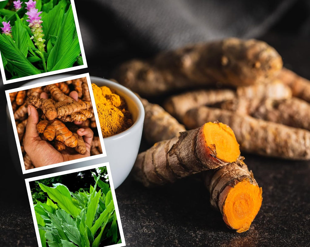 1 Lb Fresh Turmeric Roots K35836
