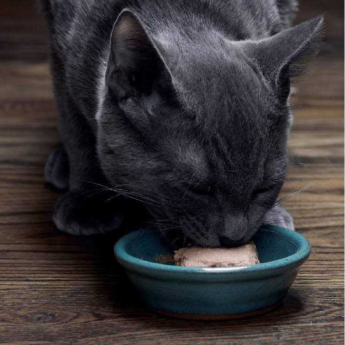 Wet Kitten Food Pate X46107