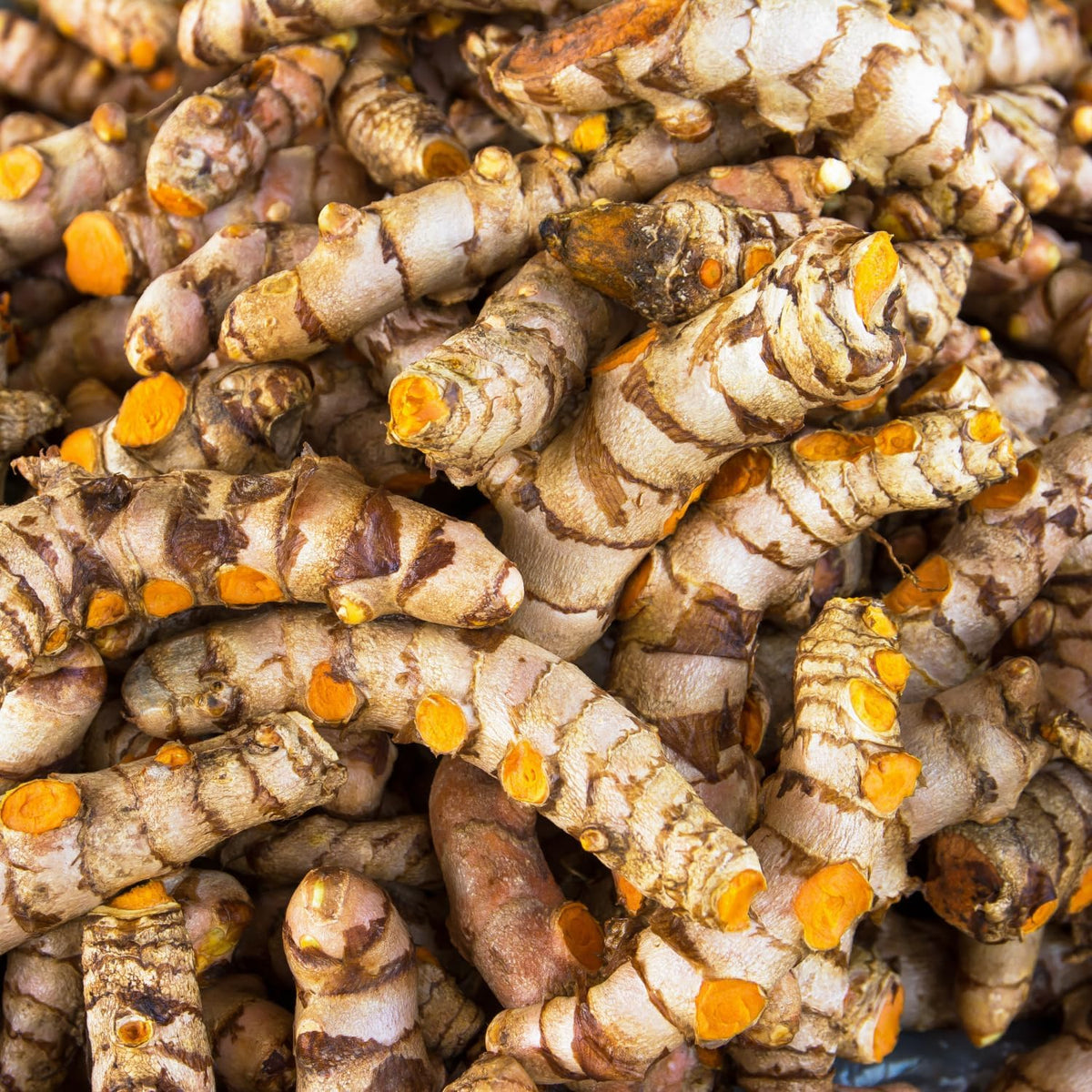 1 Lb Fresh Turmeric Roots K35836