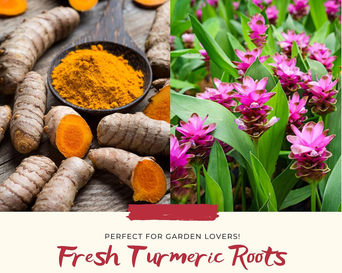 1 Lb Fresh Turmeric Roots K35836