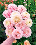 2 Bulbs Decorative Outdoor Garden Plant L46582