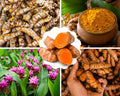 1 Lb Fresh Turmeric Roots K35836