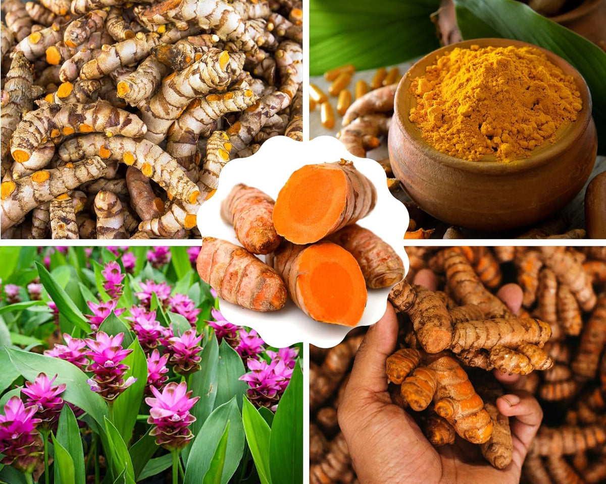 1 Lb Fresh Turmeric Roots K35836
