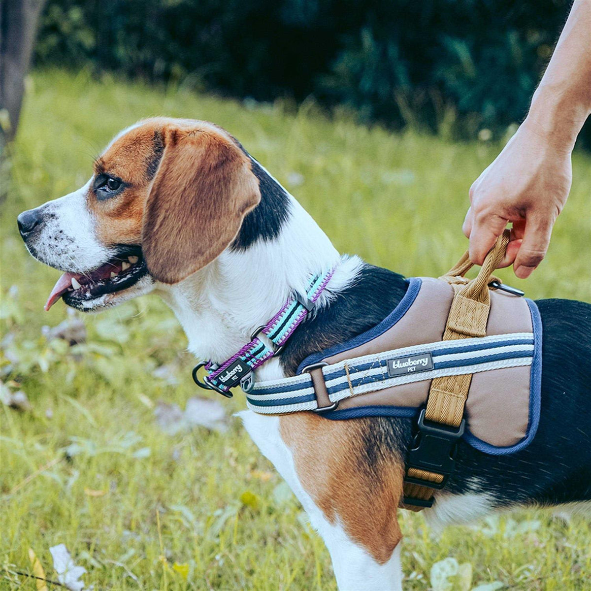 Multi-Colored Stripe Dog Collar N71305