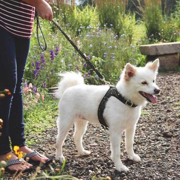 Adjustable Metallic Dog Harness I2904
