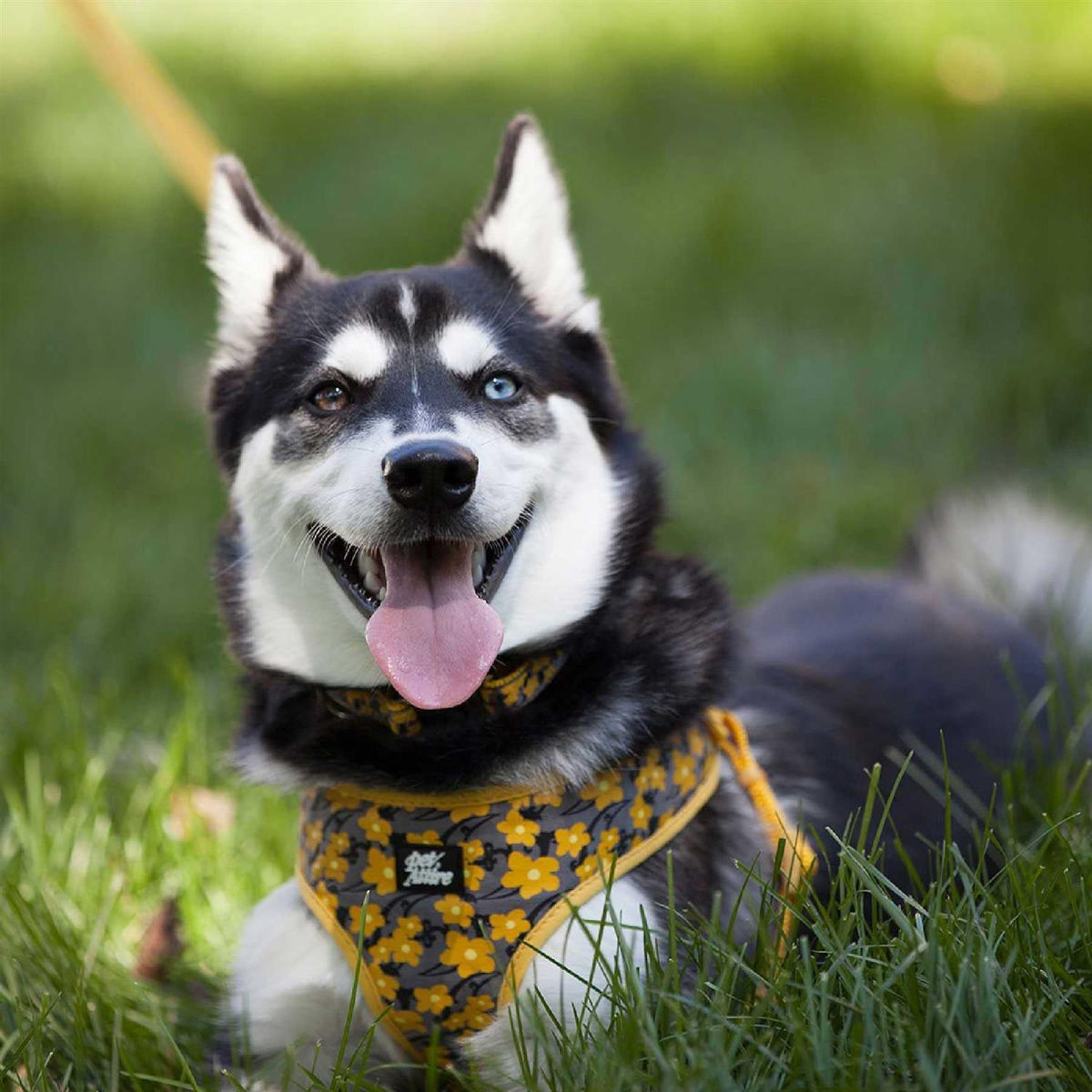 Adjustable Dog Harness U934343