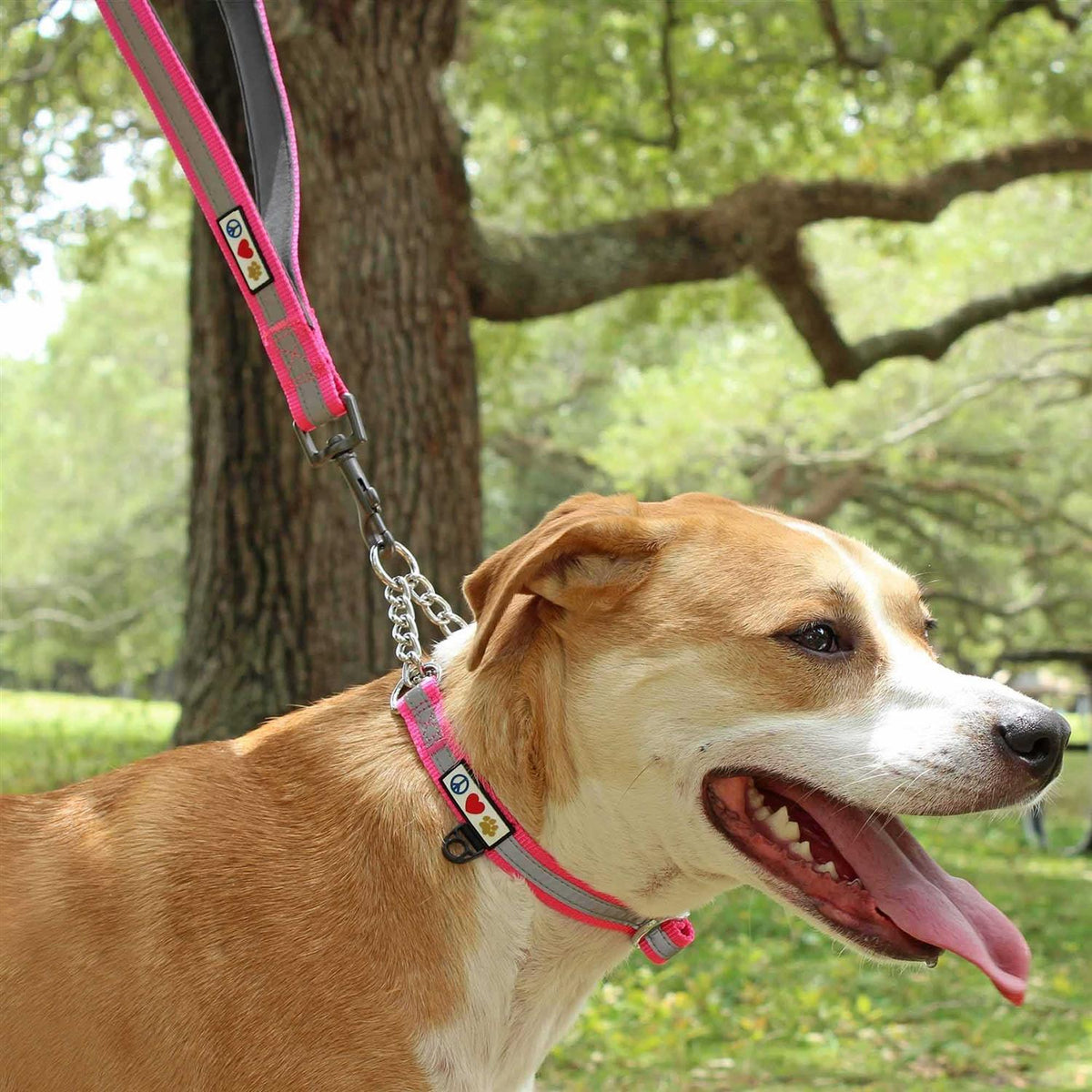 6 ft Dog Leash S651622