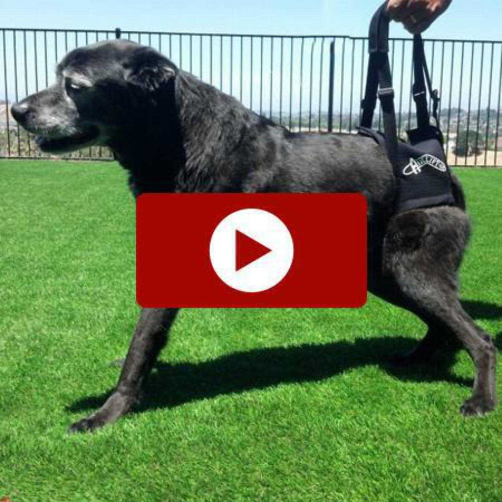 Support Harness N5453